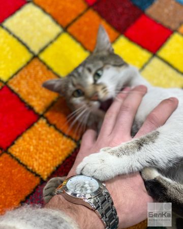 ковер фэнси 20719 22088